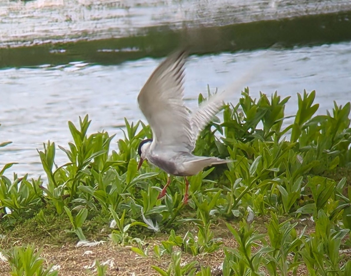 Whiskered Tern - ML620139319