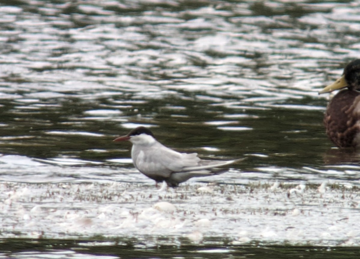 Whiskered Tern - ML620139323