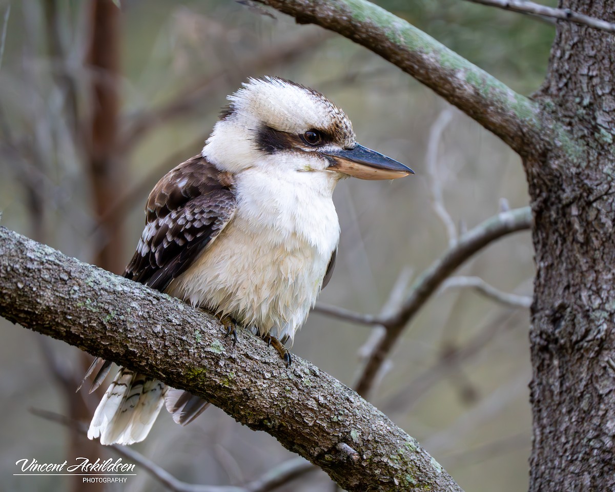 Laughing Kookaburra - ML620139334