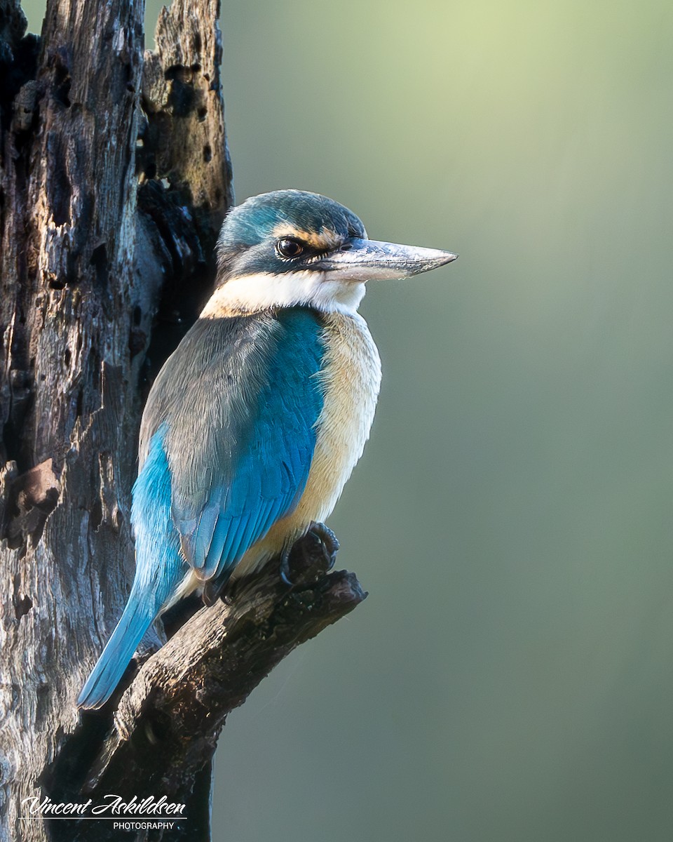 Sacred Kingfisher - ML620139335