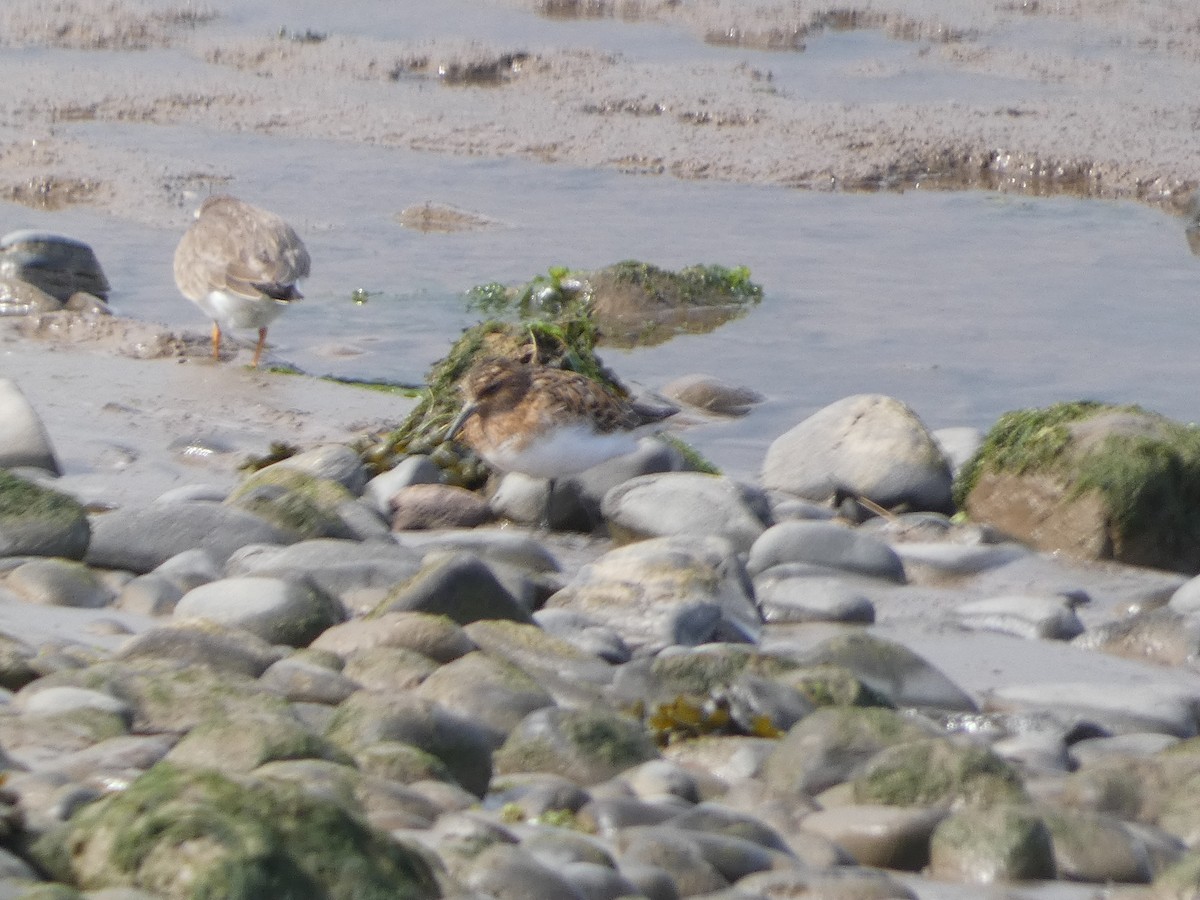 Sanderling - ML620139337