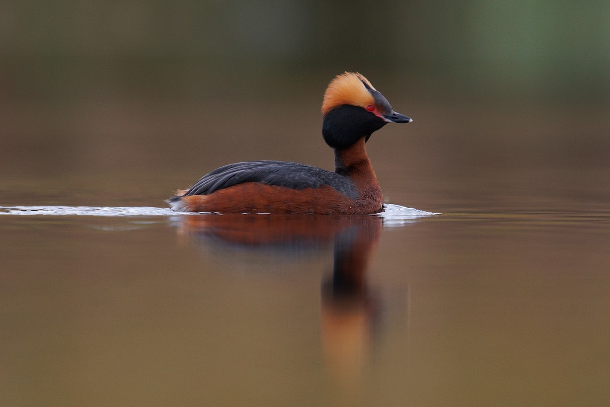 Horned Grebe - ML620139338