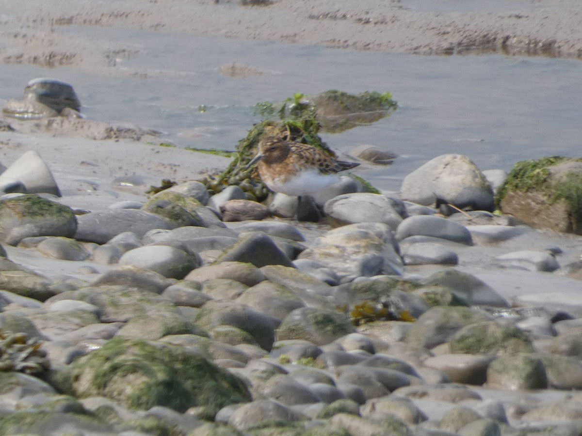 Sanderling - ML620139340