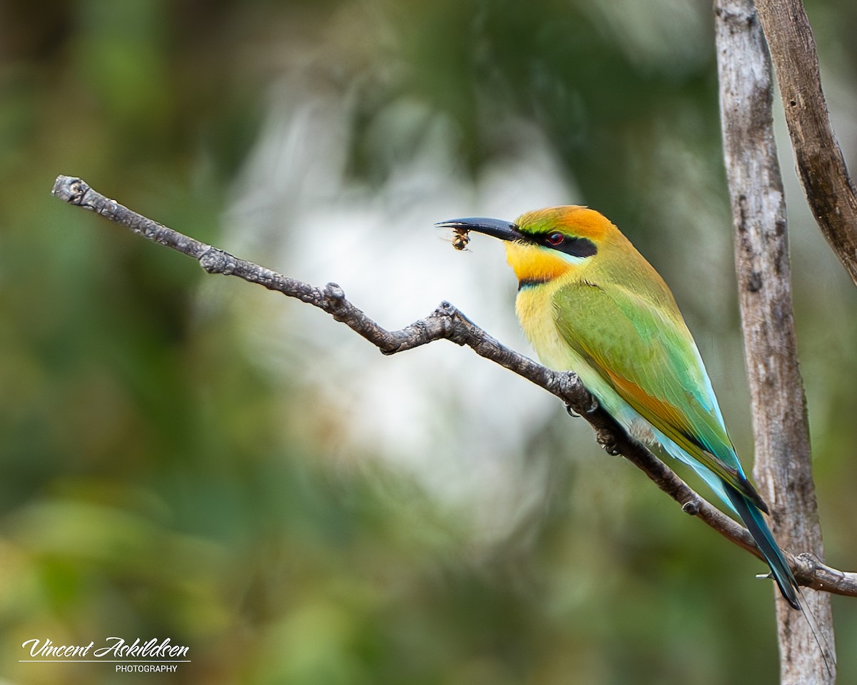 Rainbow Bee-eater - Vincent Askildsen