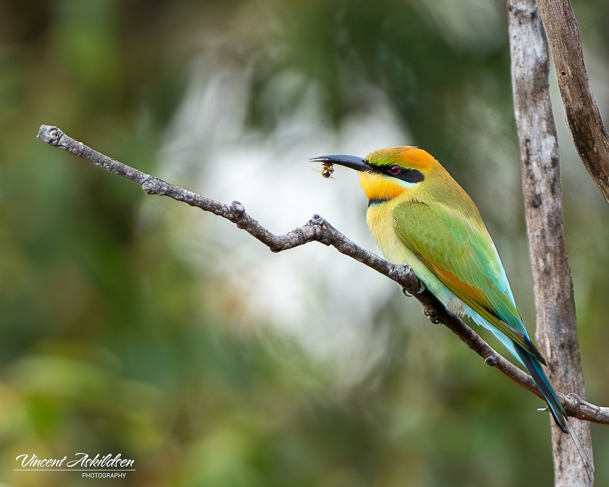 Abejaruco Australiano - ML620139342