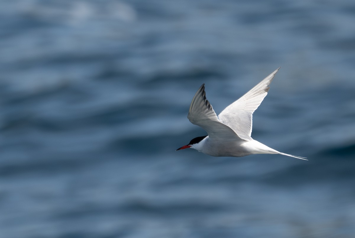 Common Tern - ML620139343