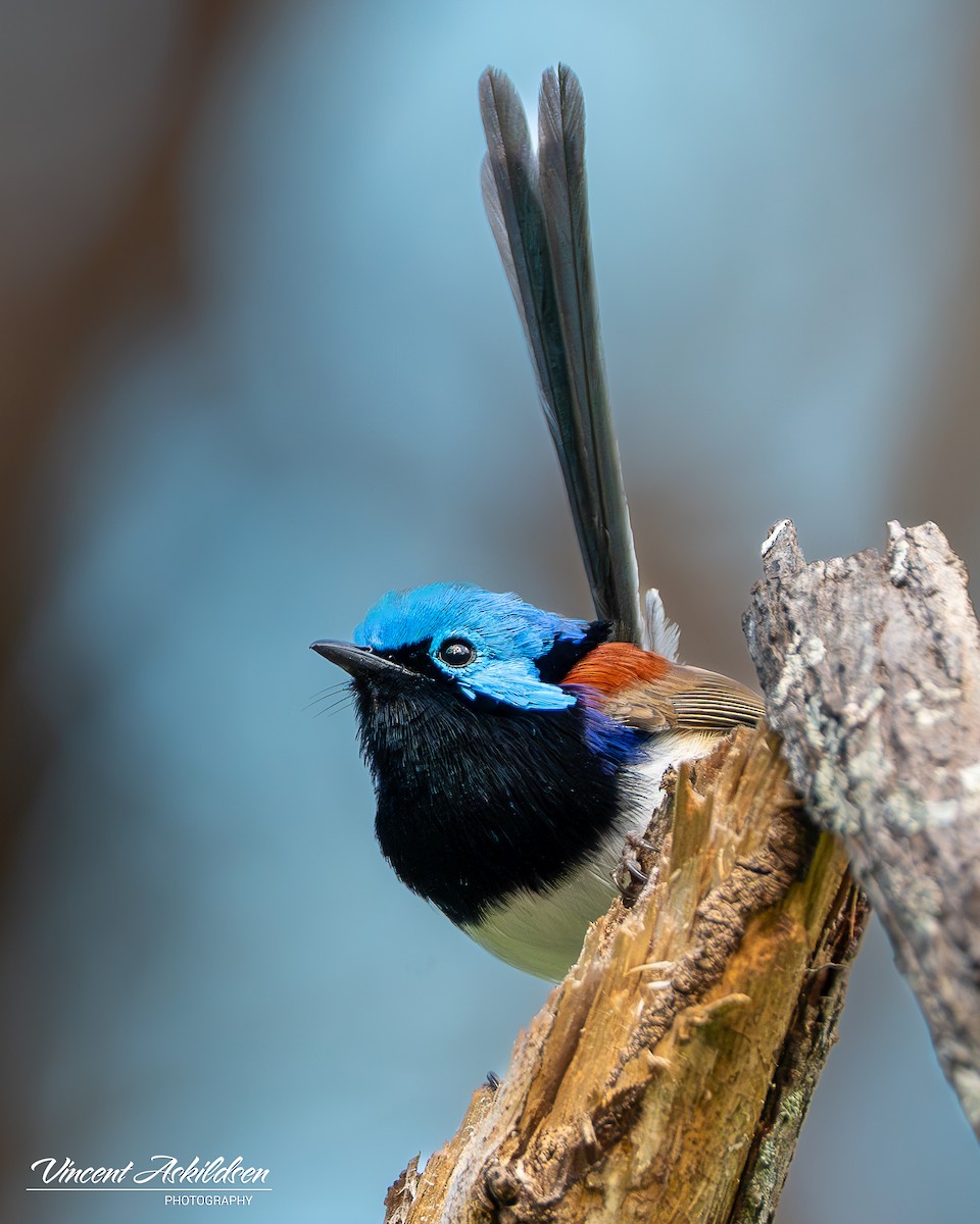 Variegated Fairywren - ML620139371