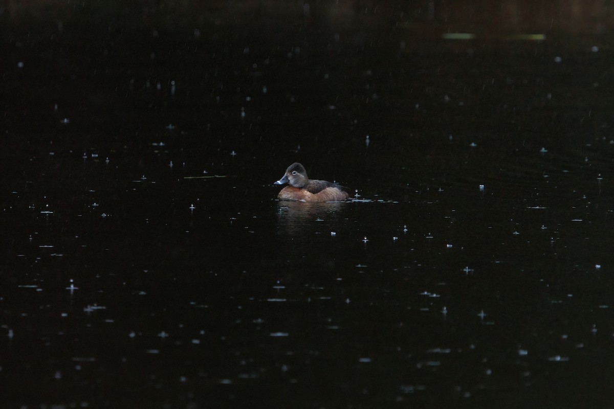 Ring-necked Duck - ML620139376