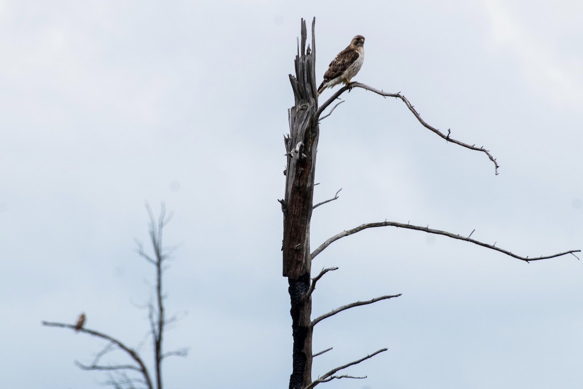 Red-tailed Hawk - ML620139379