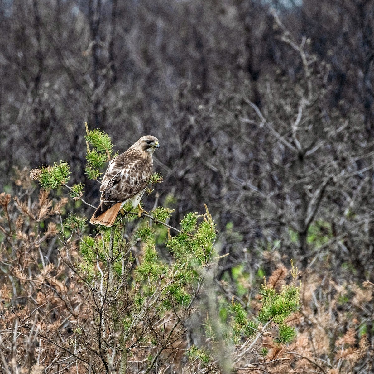Red-tailed Hawk - ML620139380