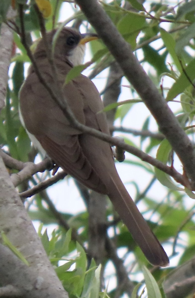 Yellow-billed Cuckoo - ML620139398