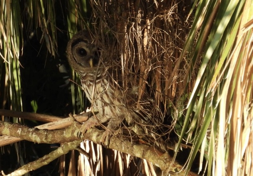 Barred Owl - ML620139405
