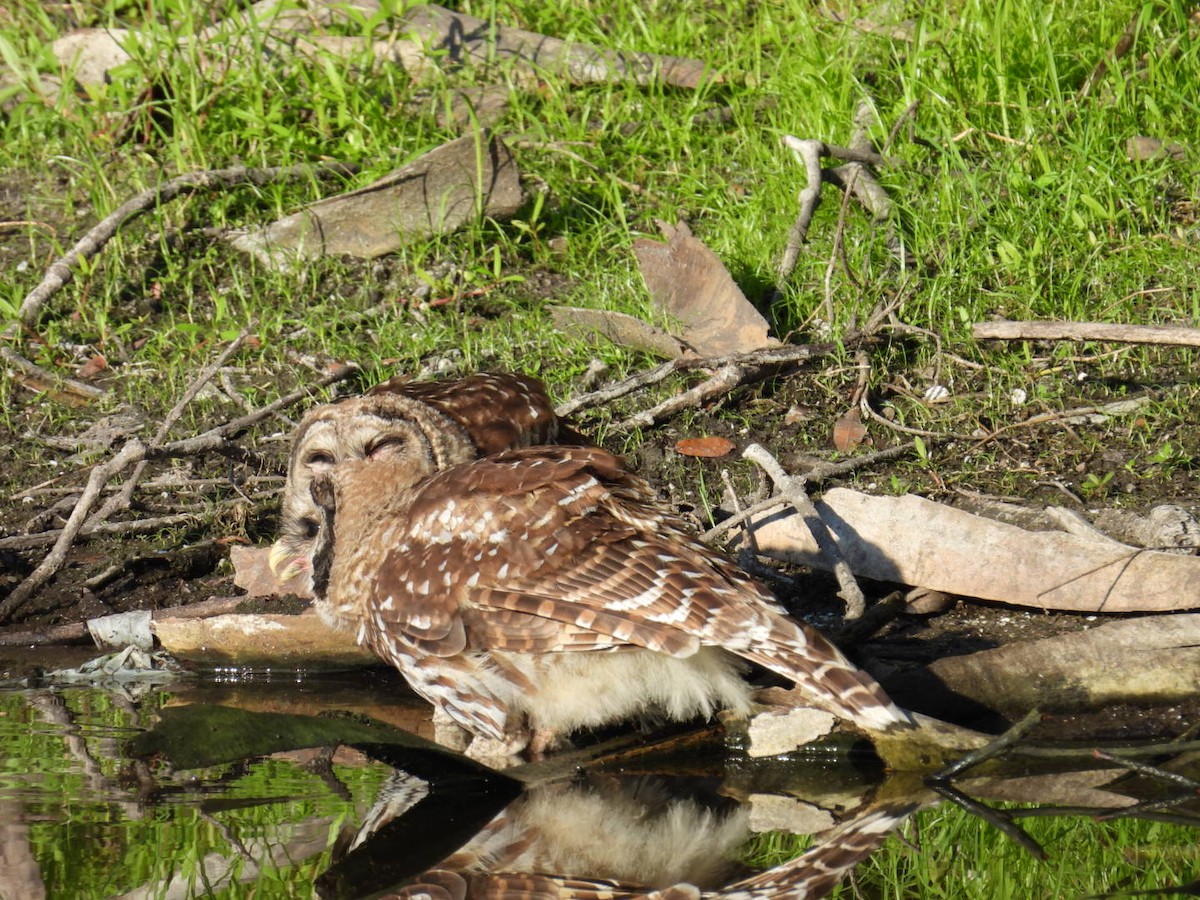 Barred Owl - ML620139408