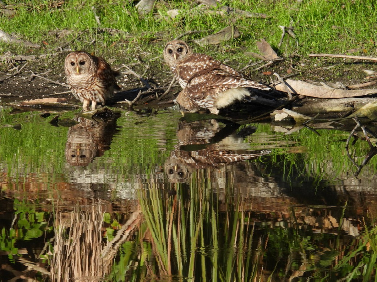 Barred Owl - ML620139410