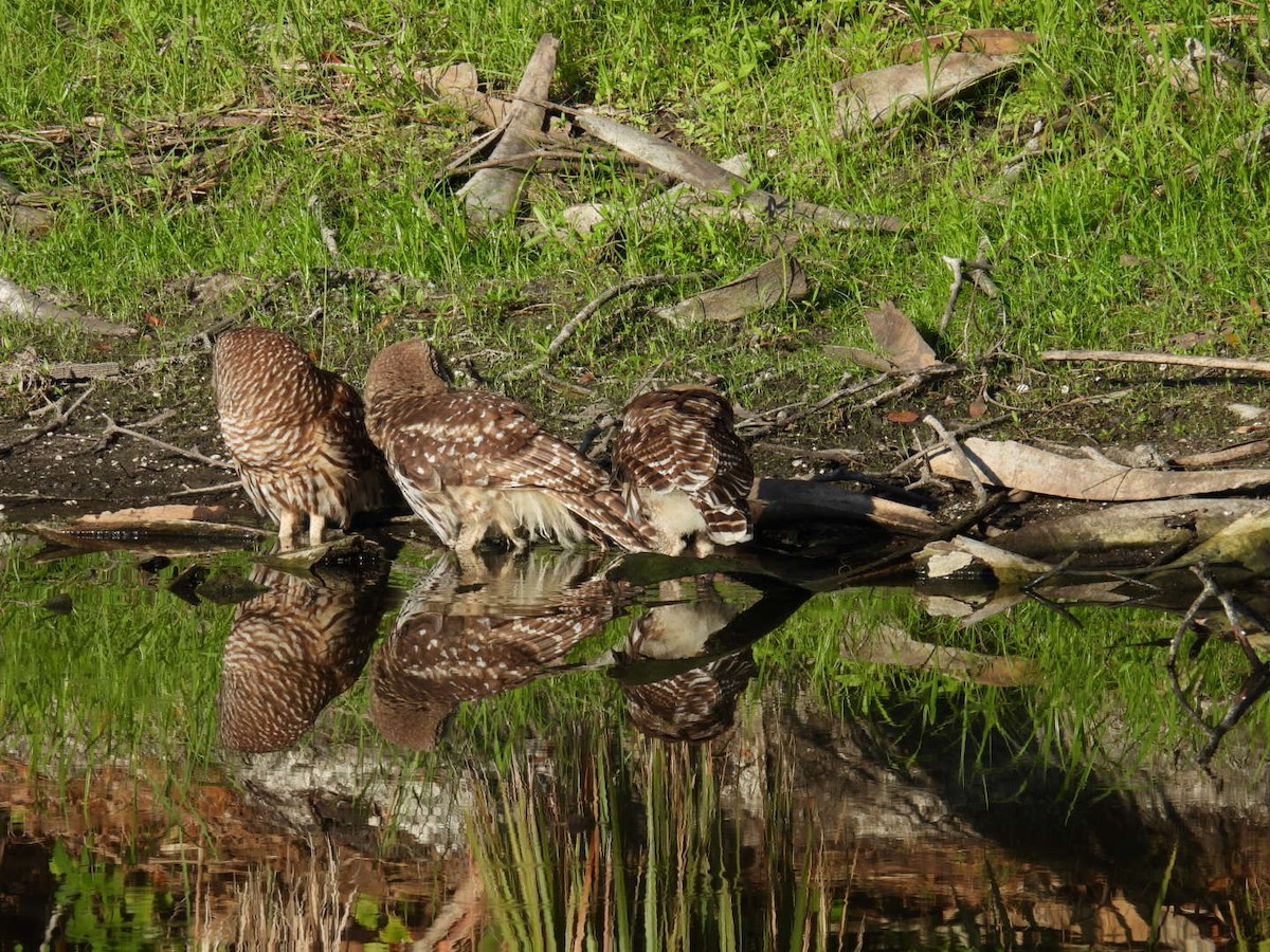 Barred Owl - ML620139413