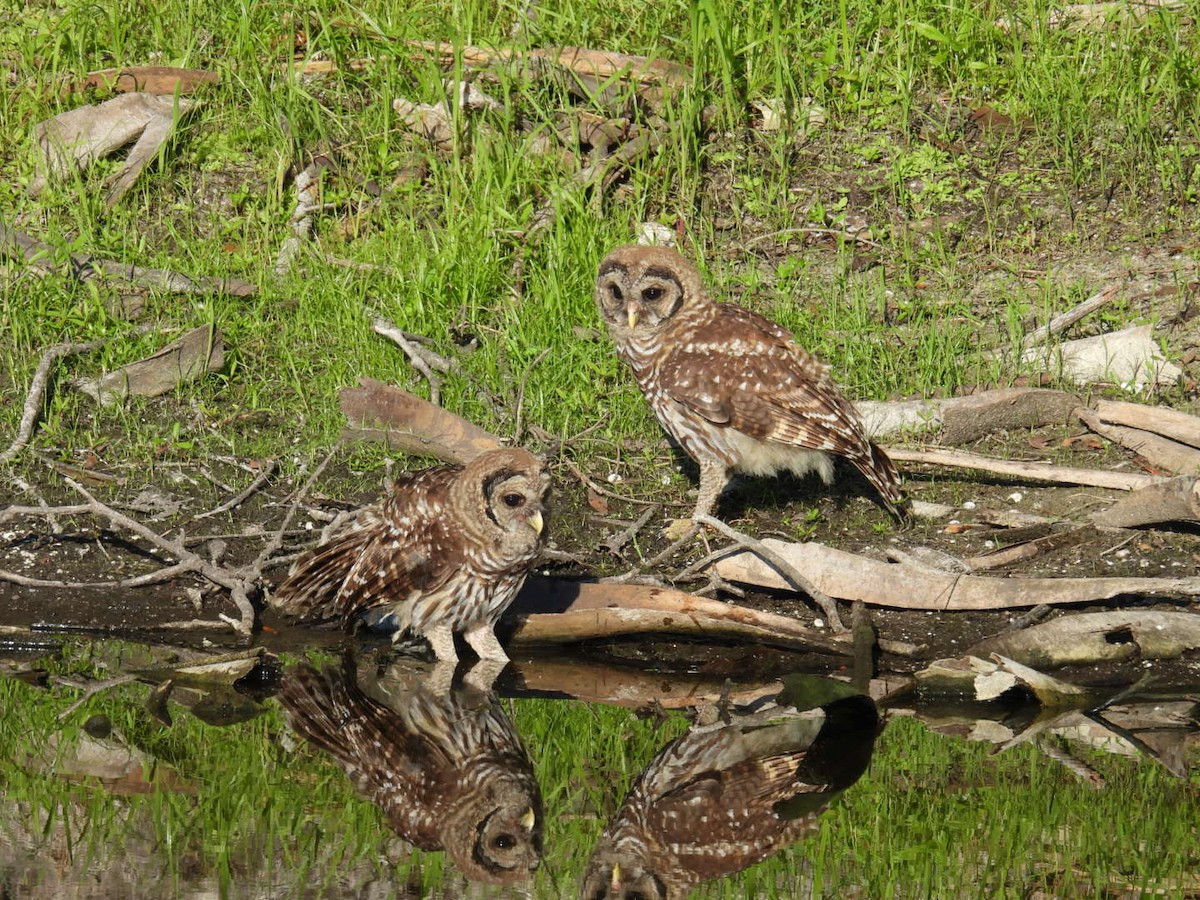 Barred Owl - ML620139416