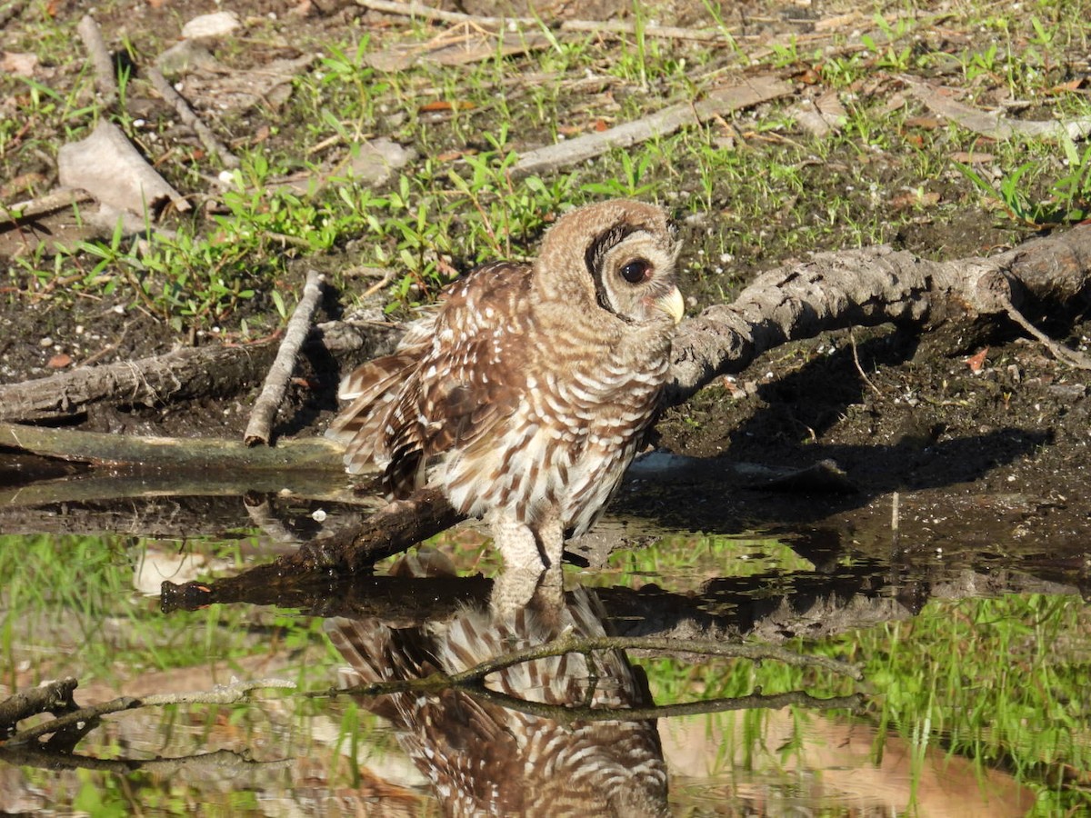 Barred Owl - ML620139419