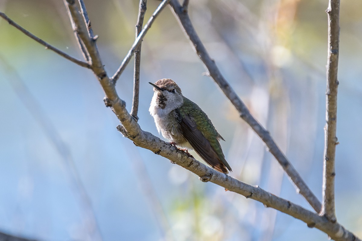 Anna's Hummingbird - ML620139425