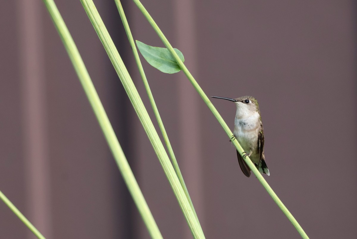 Ruby-throated Hummingbird - ML620139426