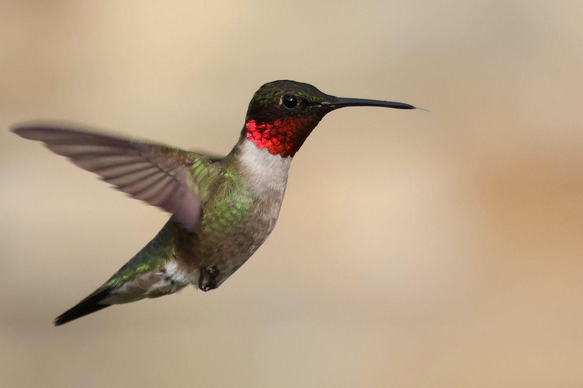 Ruby-throated Hummingbird - ML620139428