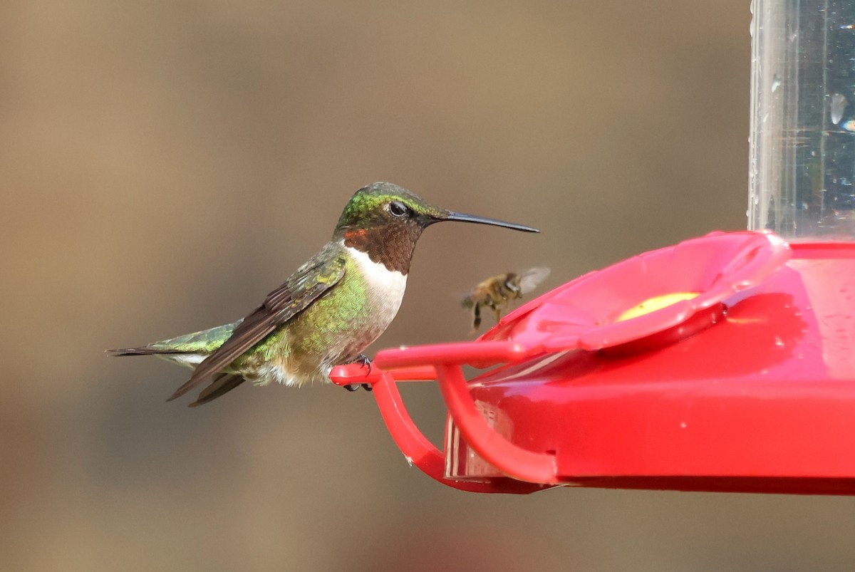 Ruby-throated Hummingbird - ML620139429