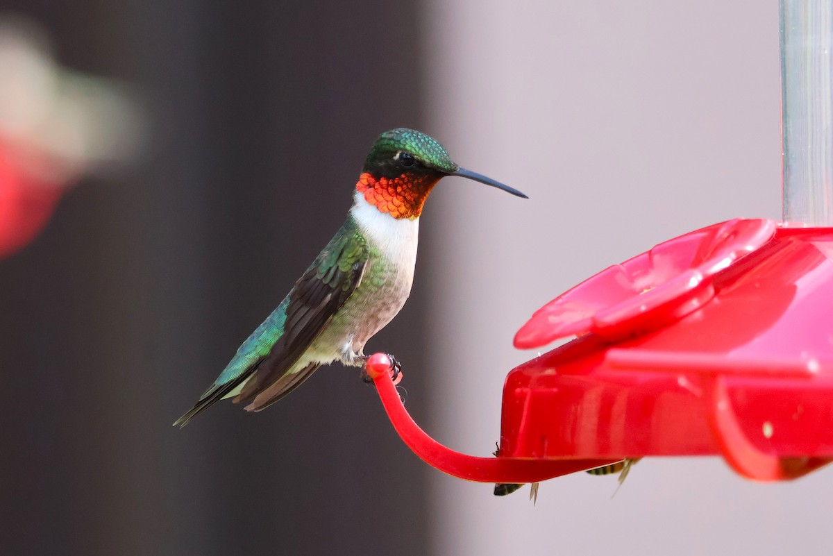 Ruby-throated Hummingbird - ML620139430