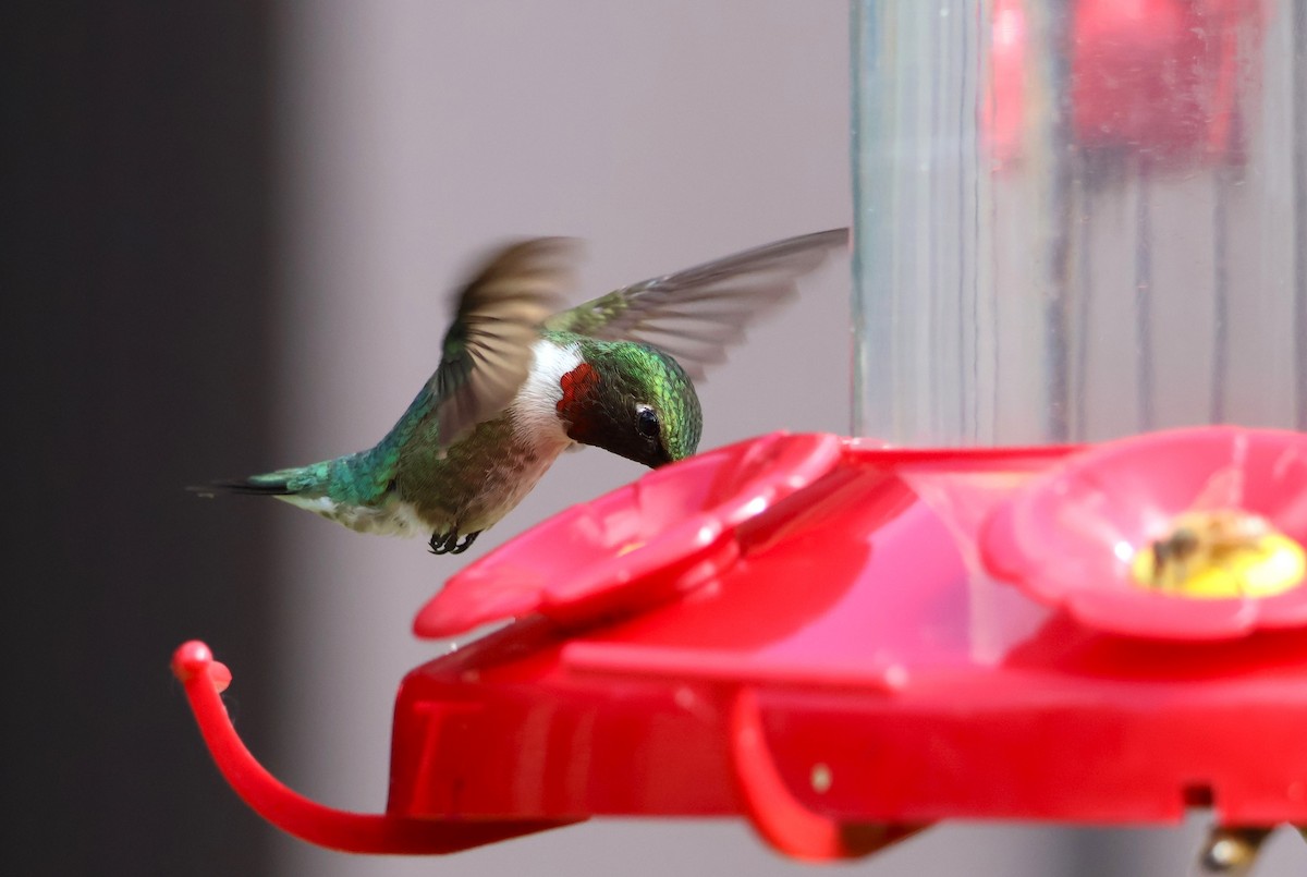 Ruby-throated Hummingbird - ML620139432