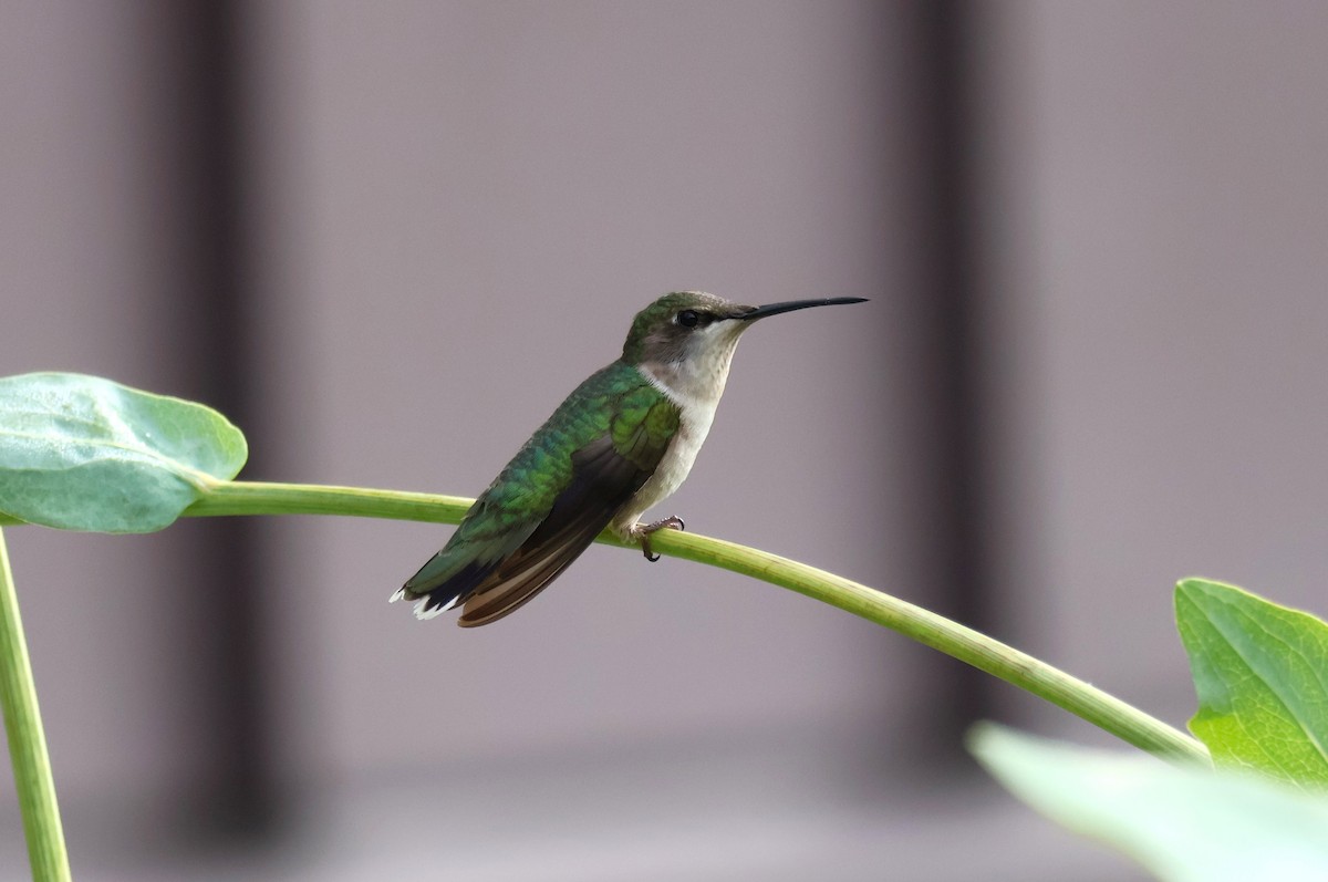 Ruby-throated Hummingbird - ML620139434