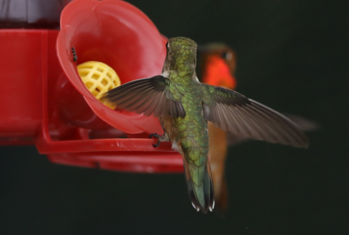 Rufous Hummingbird - ML620139447