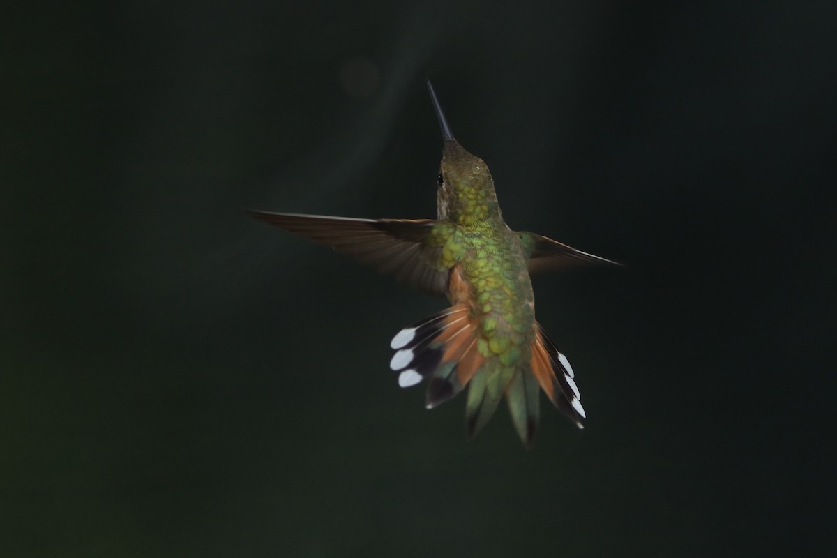 Rufous Hummingbird - ML620139448
