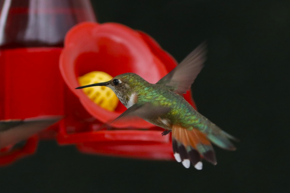 Rufous Hummingbird - ML620139449