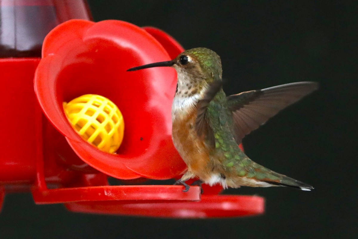 Rufous Hummingbird - ML620139450