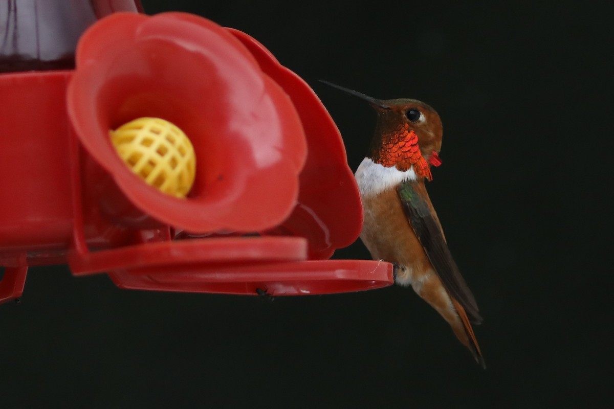 Rufous Hummingbird - ML620139451