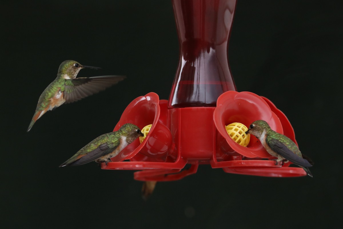 Rufous Hummingbird - ML620139452