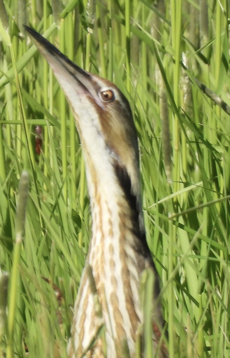 American Bittern - ML620139477