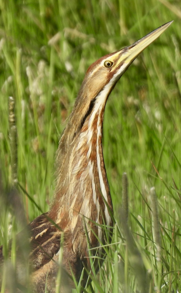 American Bittern - ML620139478