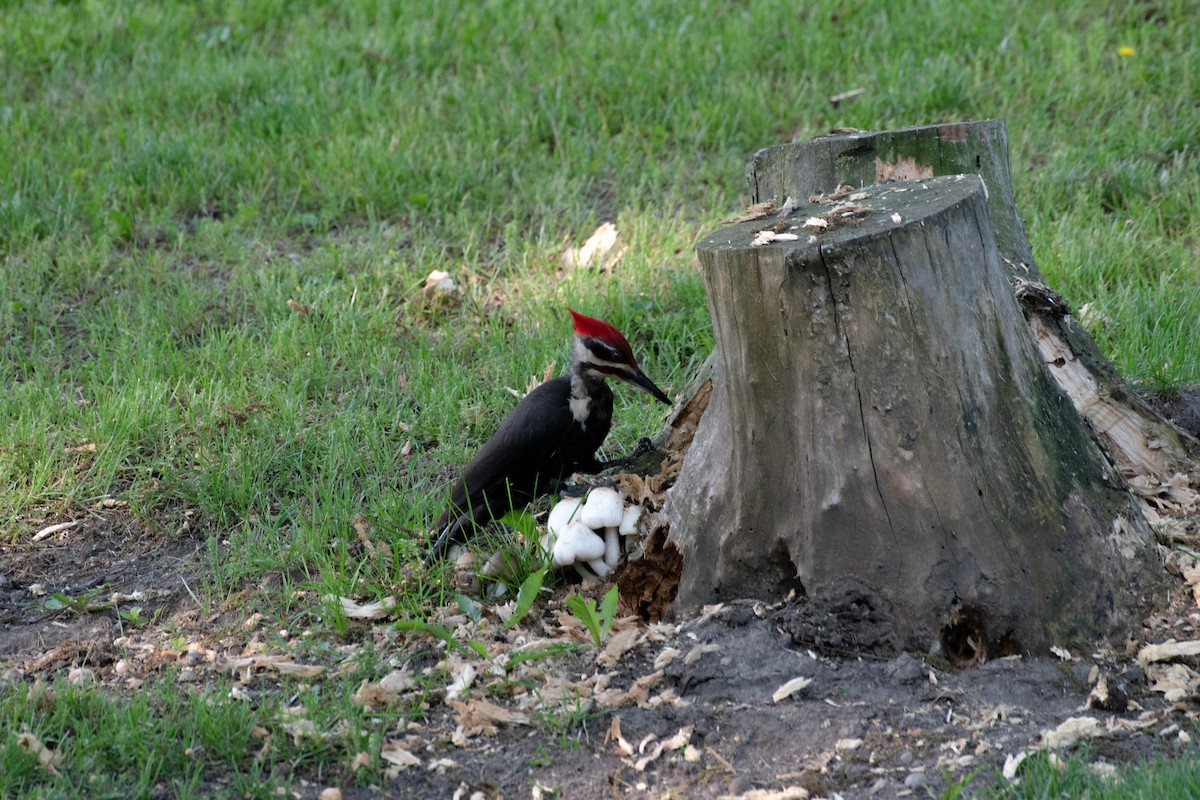 Pileated Woodpecker - ML620139490