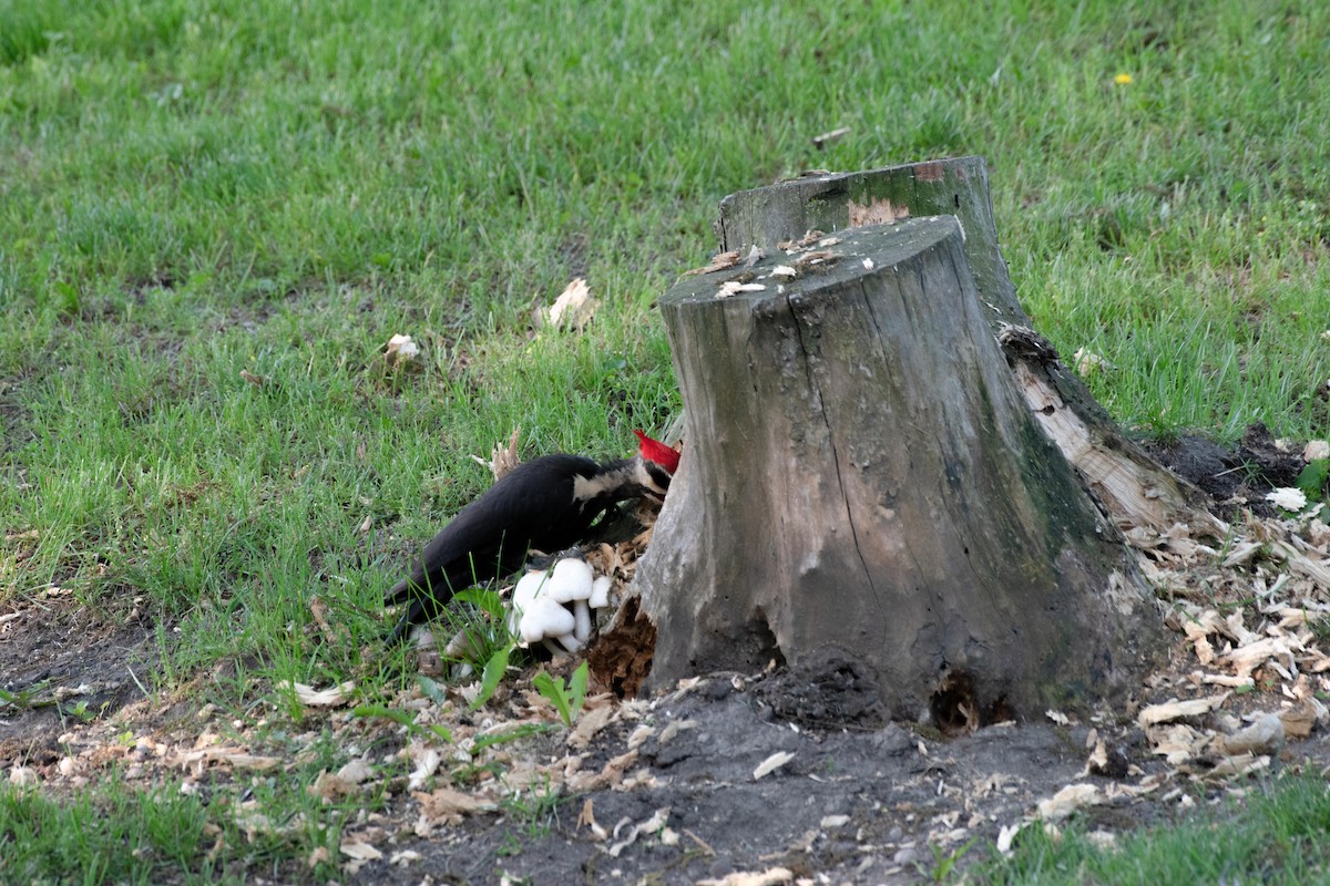 Pileated Woodpecker - ML620139492