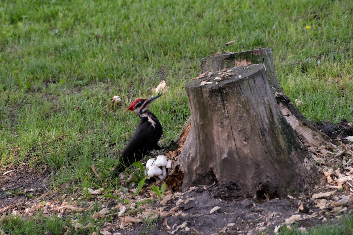 Pileated Woodpecker - ML620139493