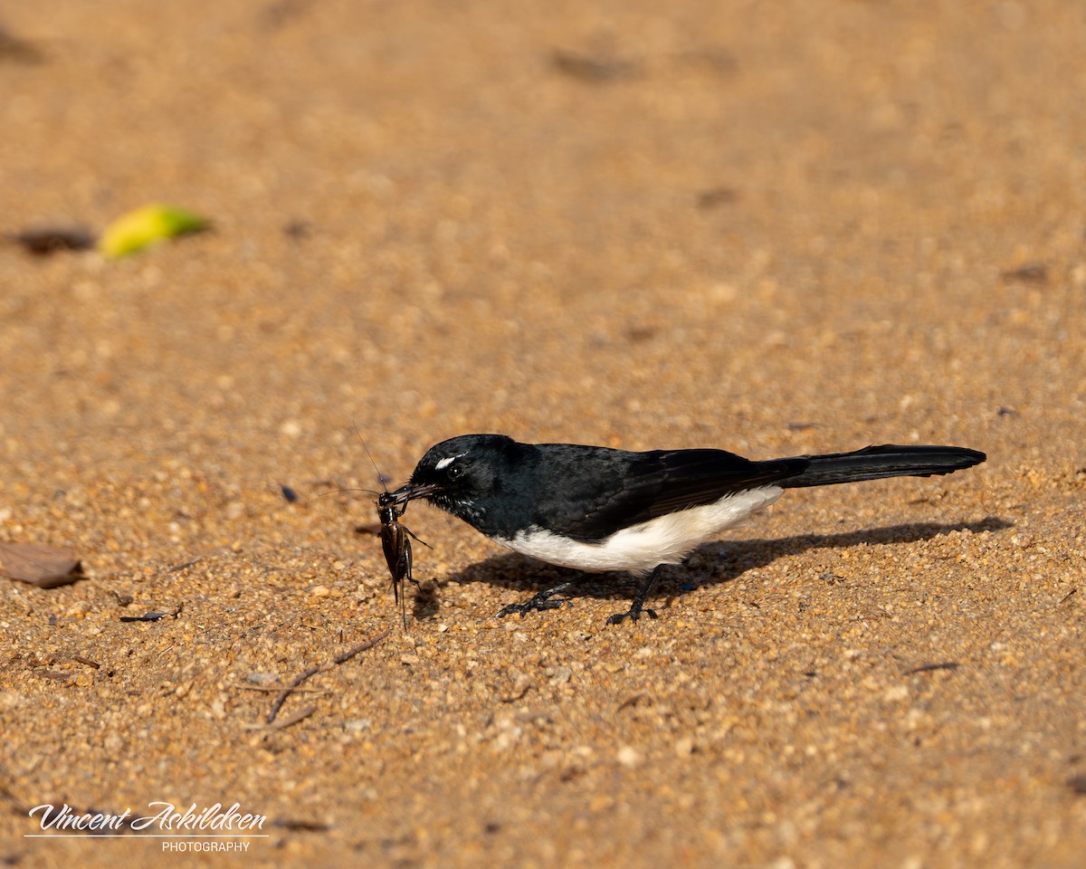 Willie-wagtail - ML620139495