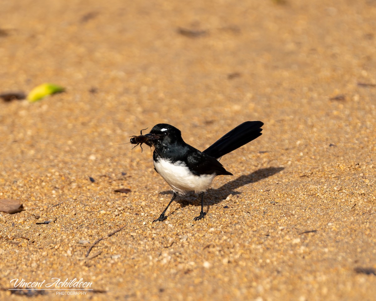 Willie-wagtail - ML620139497
