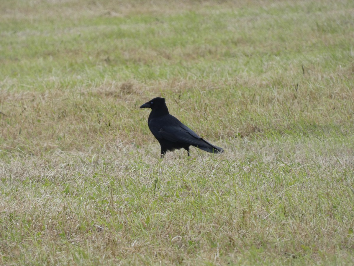 Carrion Crow - ML620139498