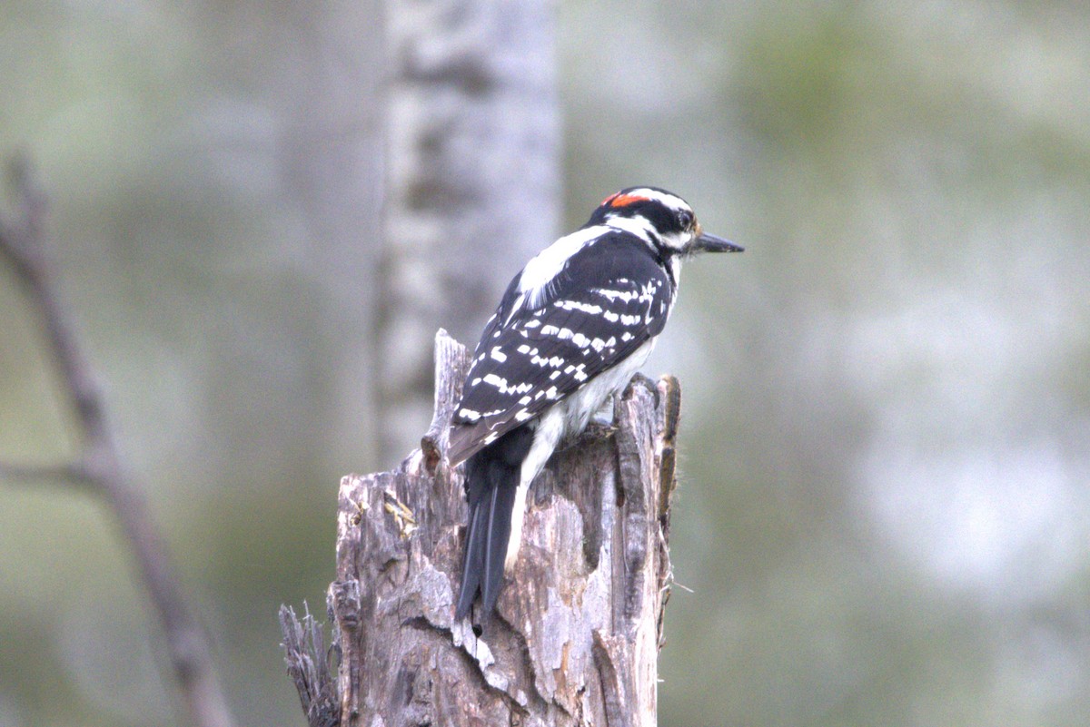 Hairy Woodpecker - ML620139499