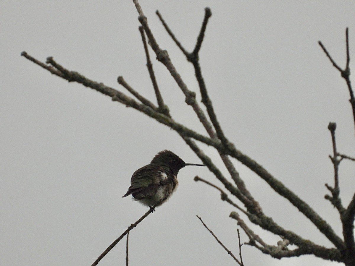 Ruby-throated Hummingbird - ML620139517