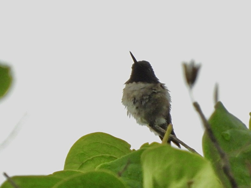 Ruby-throated Hummingbird - ML620139518