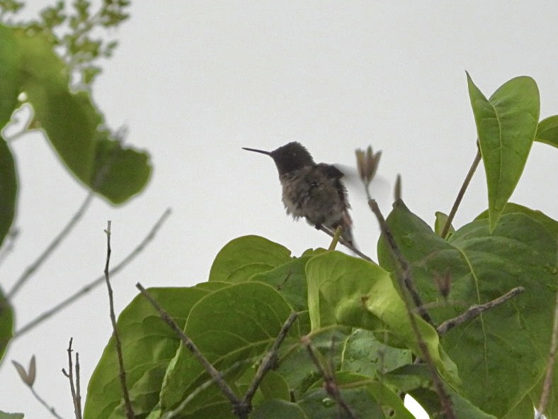 Ruby-throated Hummingbird - ML620139519