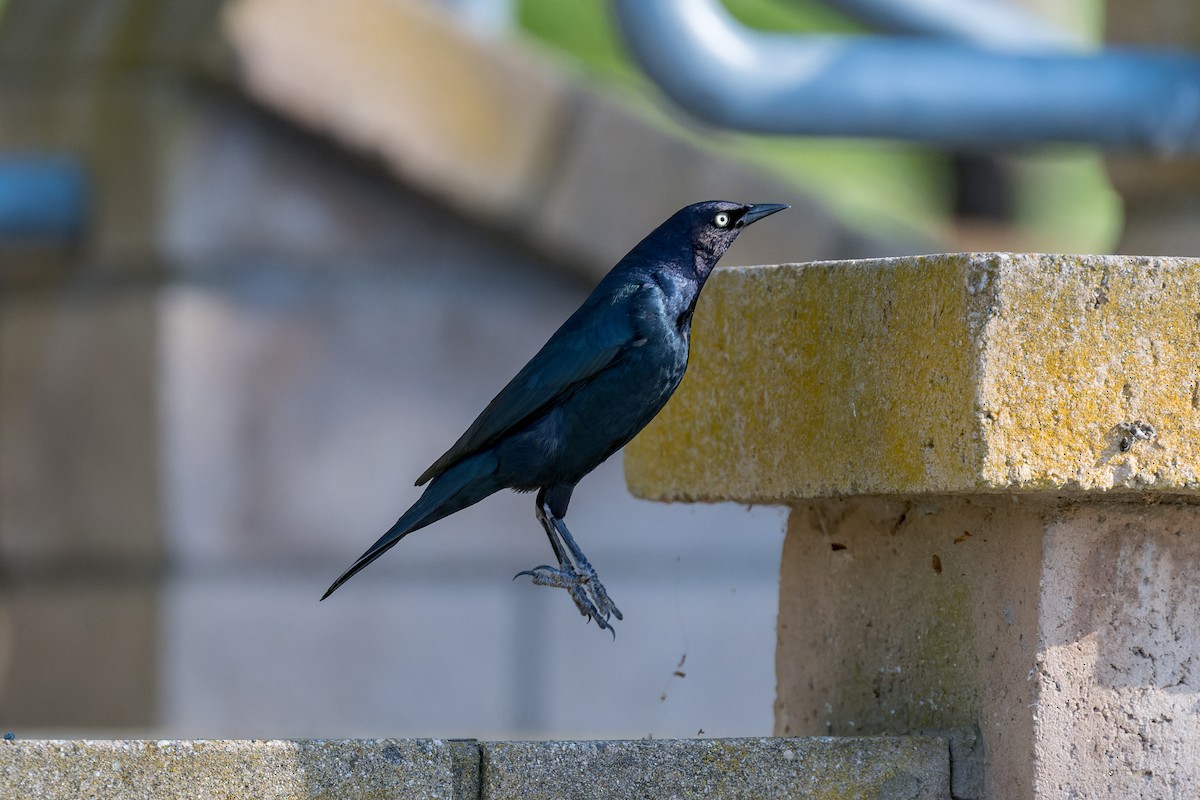 Brewer's Blackbird - ML620139523