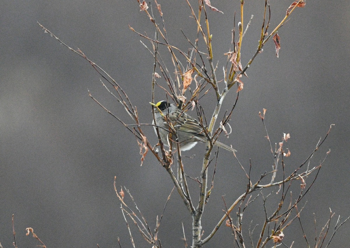 Golden-crowned Sparrow - ML620139524