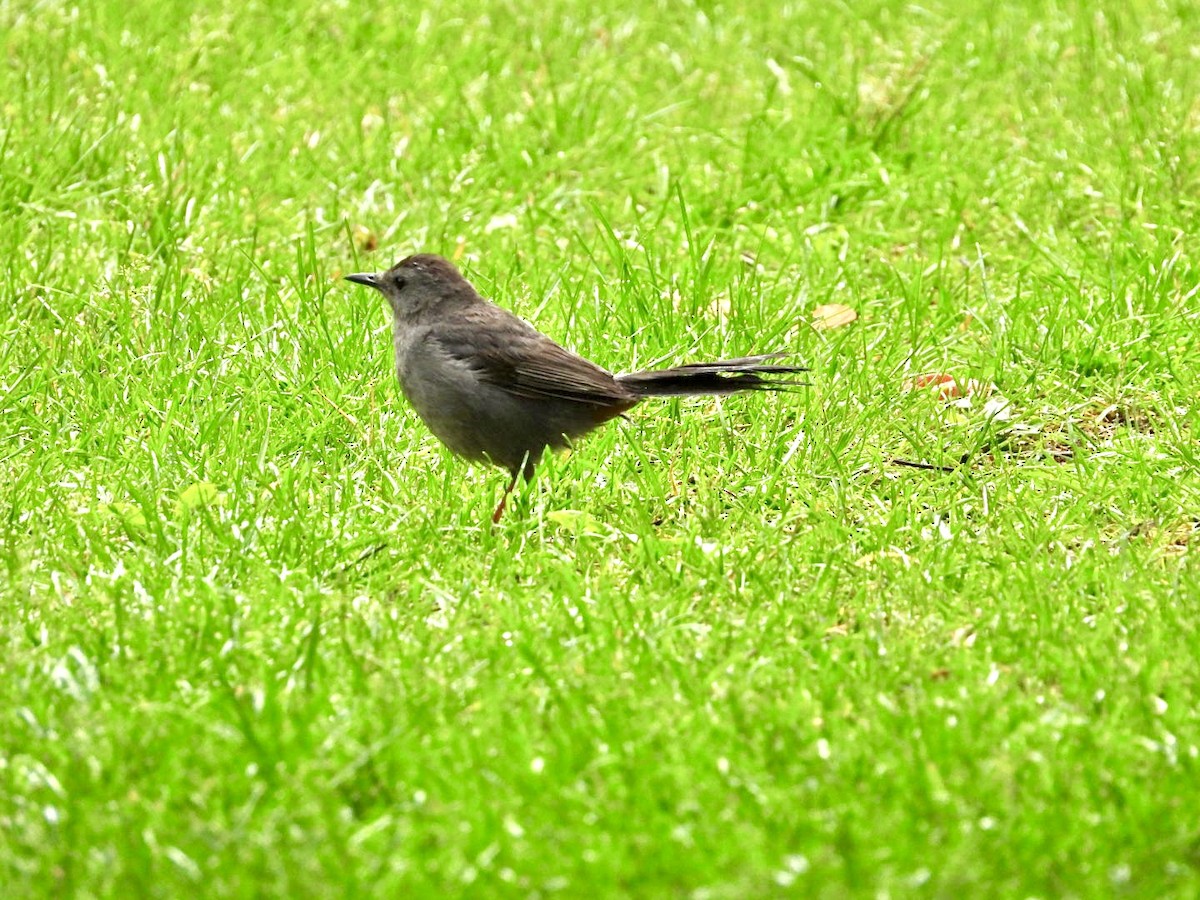 Gray Catbird - ML620139529