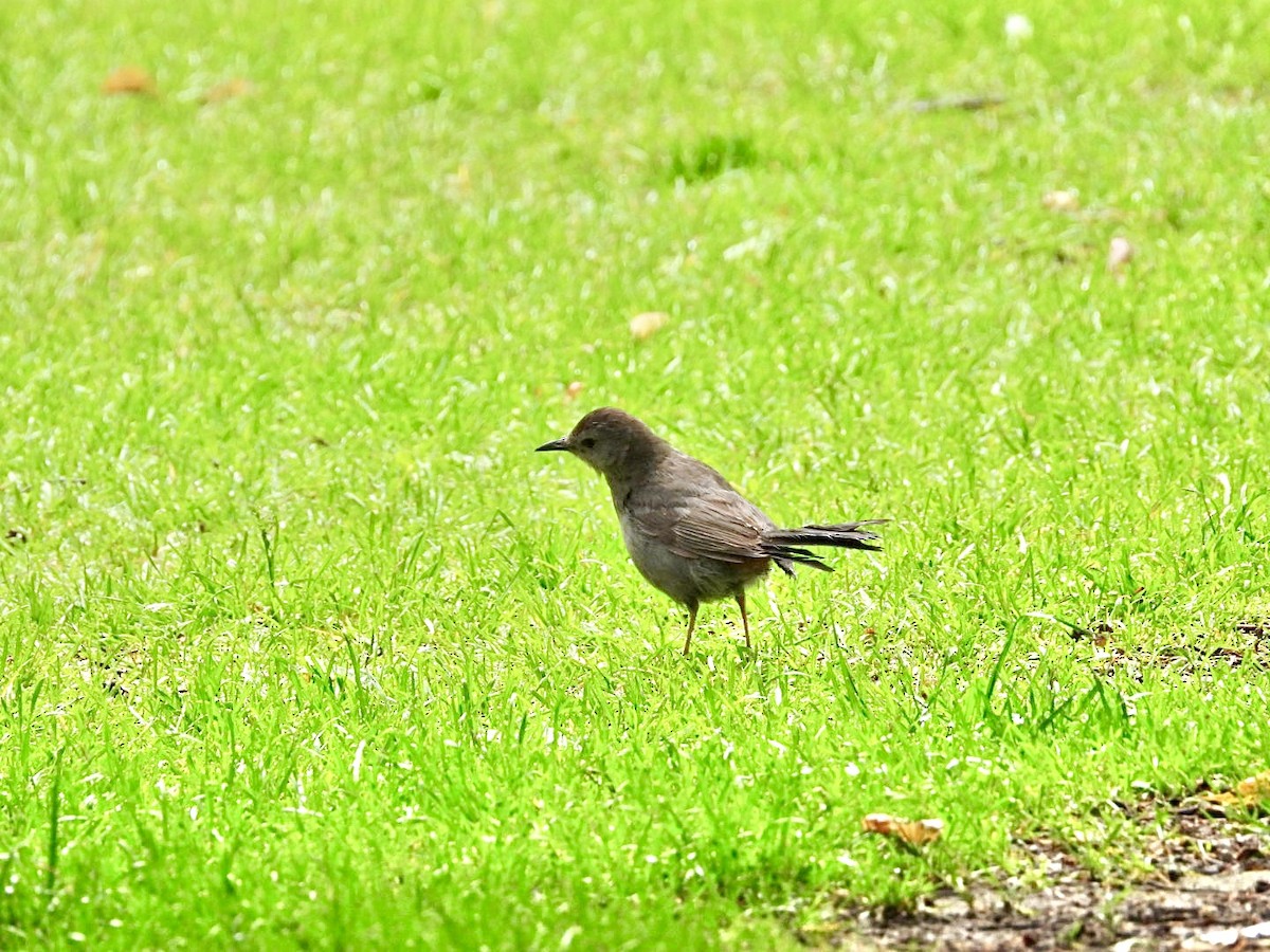 Gray Catbird - ML620139530